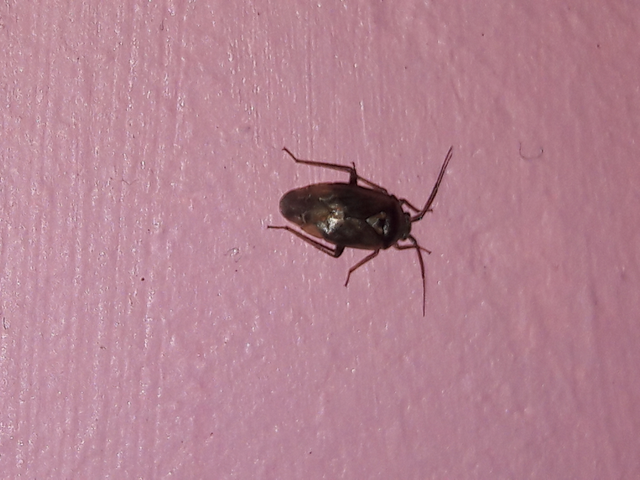 Agnocoris
