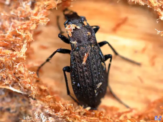 Carabus granulatus - mezei futrinka