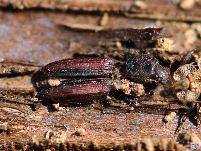 Bothrideres bipunctatus - szívnyakú humuszbogár