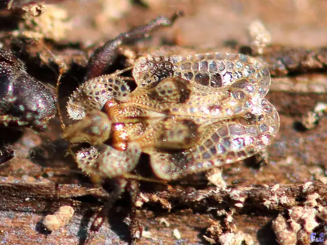 Corythucha arcuata - tölgy-csipkéspoloska