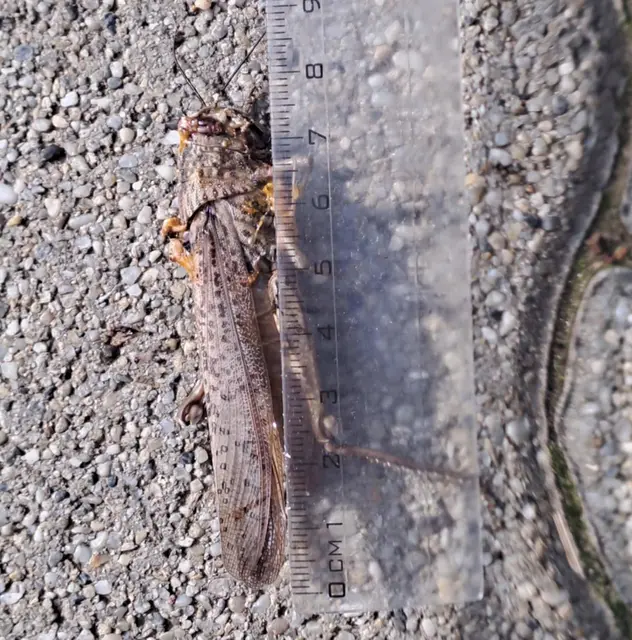 Anacridium aegyptium - egyiptomi sáska