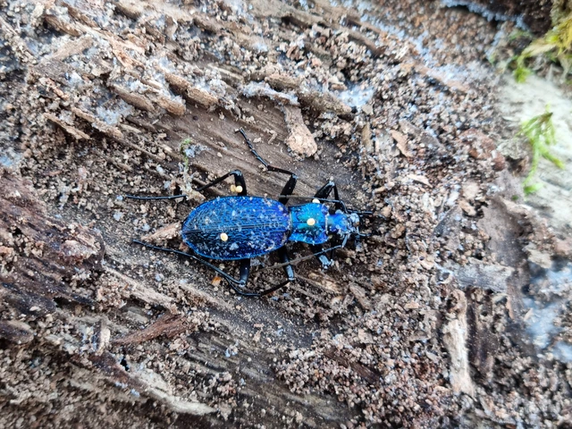 Carabus intricatus - kék laposfutrinka