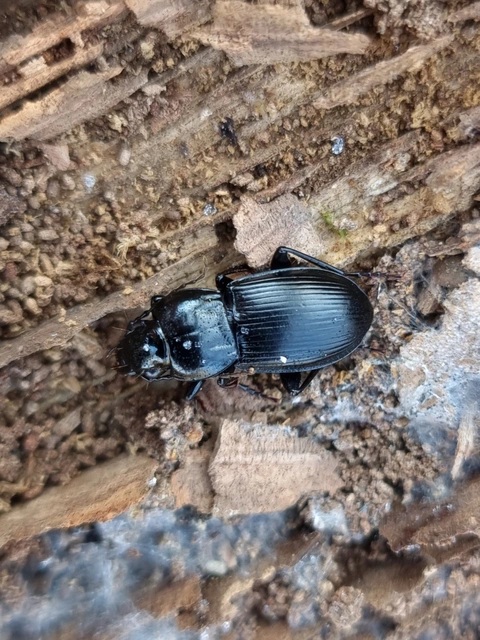 Pterostichus hungaricus - magyar gyászfutó