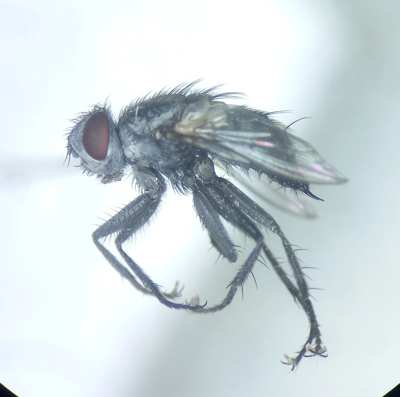 Macronychia striginervis