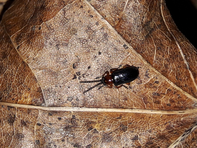 Oulema melanopus/duftschmidi