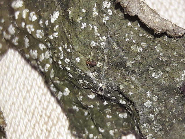 Psocoptera - Fürgetetvek