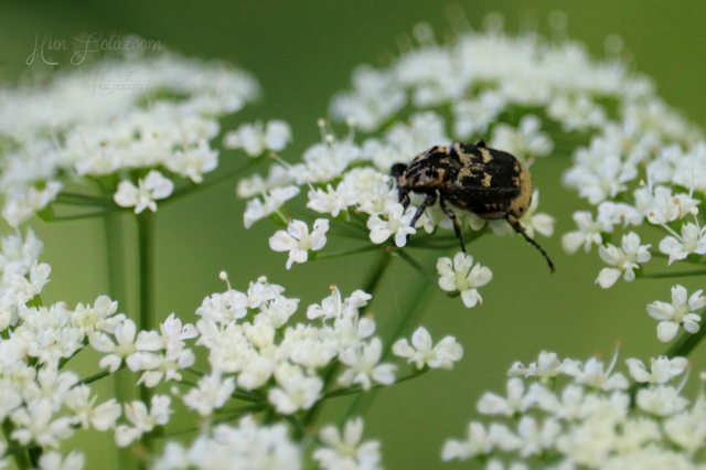 Valgus hemipterus - suta virágbogár