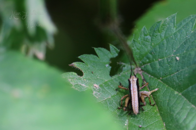 Pholidoptera