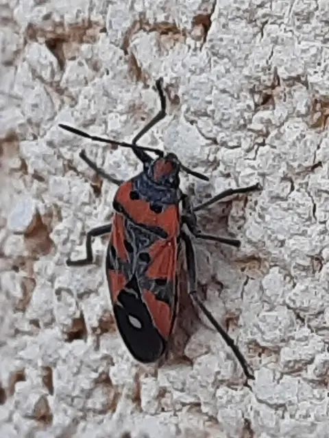 Lygaeus equestris/simulans