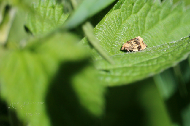 Celypha lacunana - vízparti tükrösmoly