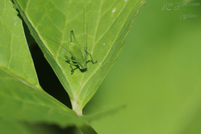 Leptophyes
