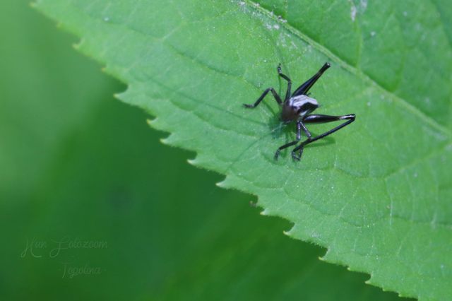 Pholidoptera fallax - galléros avarszöcske