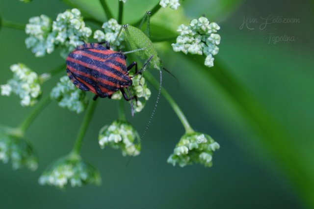 Graphosoma italicum - csíkos pajzsospoloska