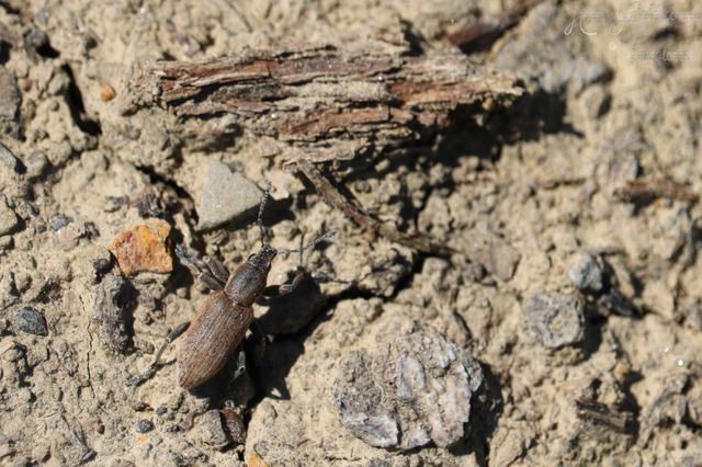Tanymecus palliatus - közönséges hegyesfarúbarkó
