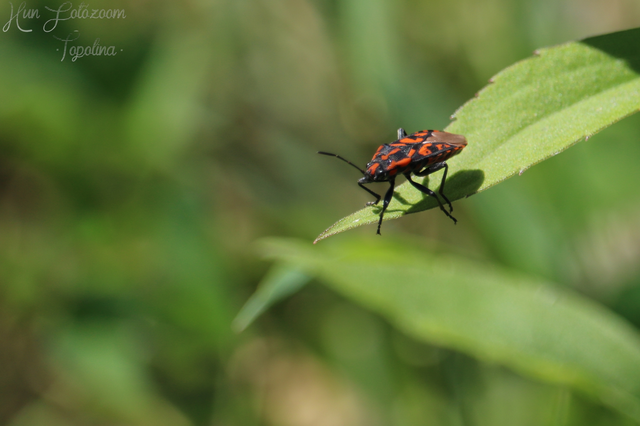 Spilostethus saxatilis - virágbodobács
