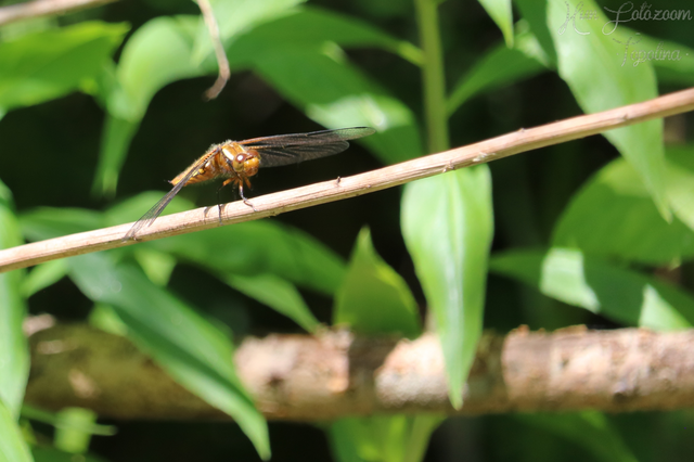Libellula depressa - széles laposacsa