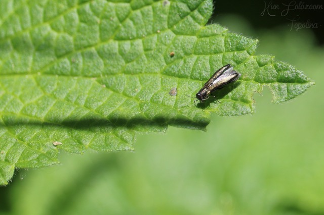Agrilus