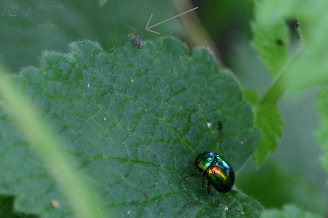 Collembola - Ugróvillások