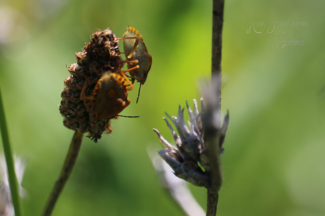 Carpocoris