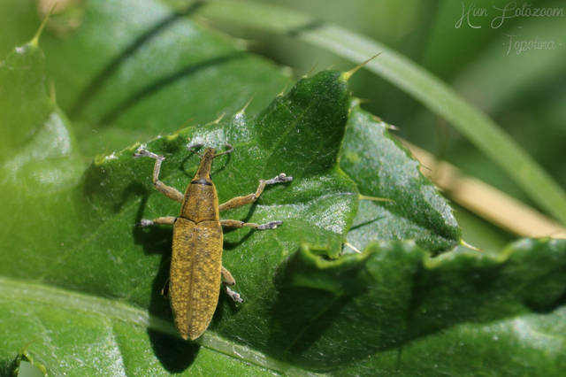 Lixus pulverulentus - mályvafúró dudvabarkó