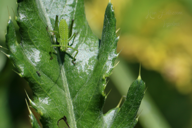 Leptophyes