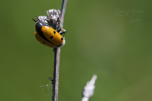 Lachnaia sexpunctata - szőrösnyakú zsákhordóbogár