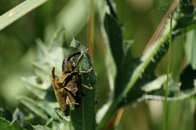 Lixus pulverulentus - mályvafúró dudvabarkó