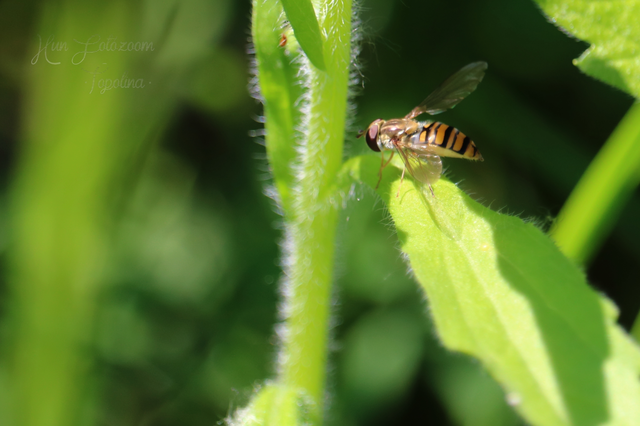 Episyrphus balteatus - ékfoltos zengőlégy