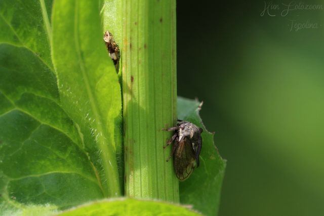 Centrotus cornutus - szarvaskabóca