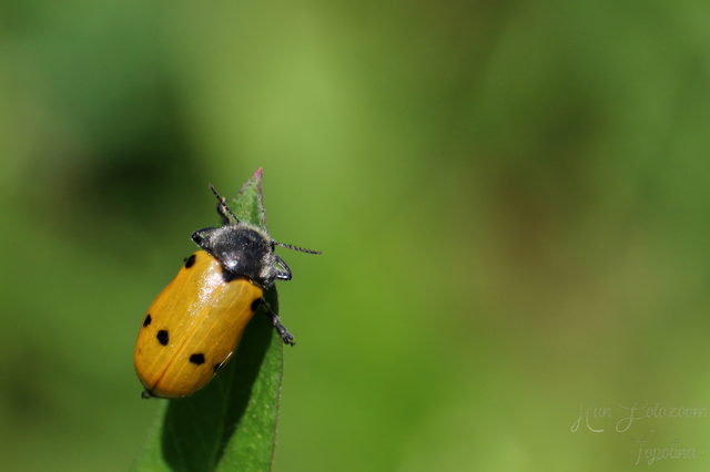 Lachnaia sexpunctata - szőrösnyakú zsákhordóbogár