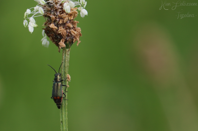 Malachius bipustulatus - kétfoltos bibircsesbogár