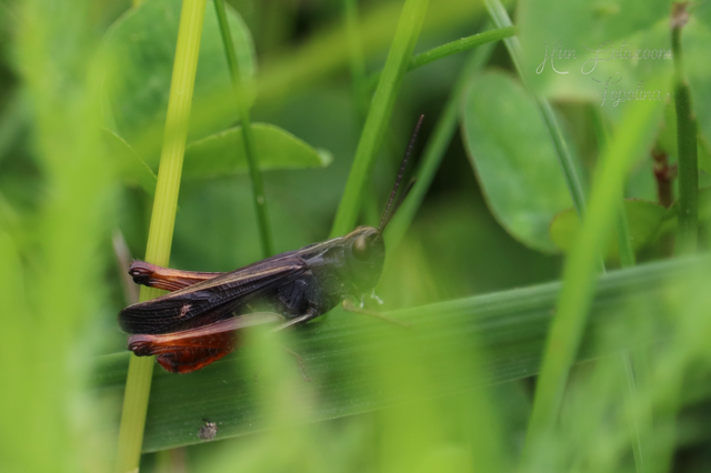 Omocestus rufipes - vöröshasú tarlósáska