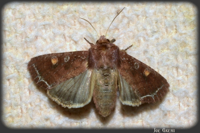 Lacanobia oleracea - saláta-kertibagoly
