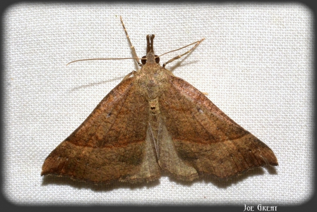 Hypena proboscidalis - ormányos karcsúbagoly