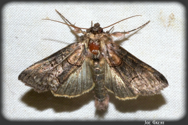 Abrostola triplasia - közönséges csalánbagoly