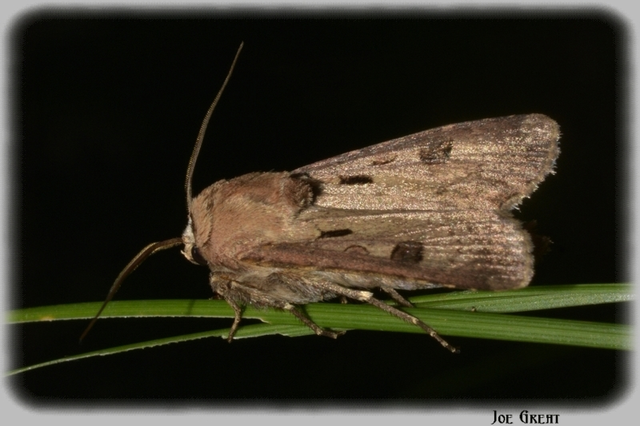 Agrotis exclamationis - felkiáltójeles földibagoly