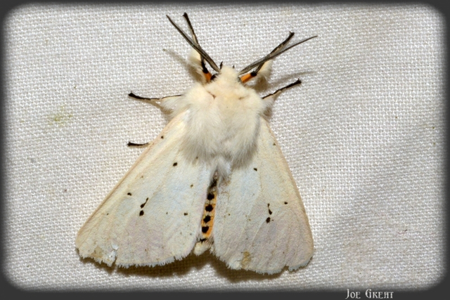 Spilosoma lubricipedum - tejszínű medvelepke