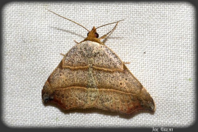 Laspeyria flexula - zuzmóbagoly