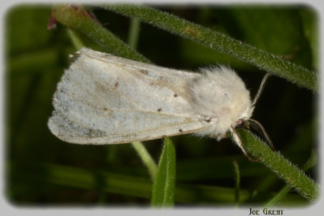 Spilosoma