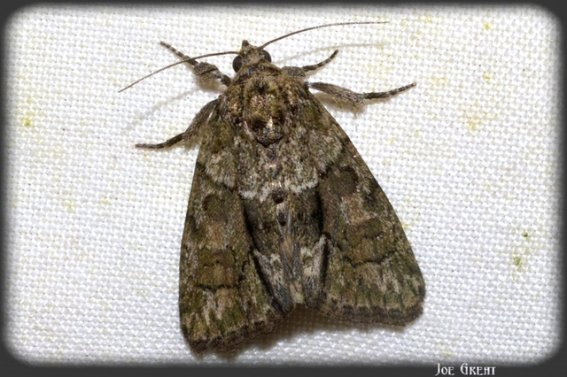 Cryphia fraudatricula - homoki zuzmóbagoly