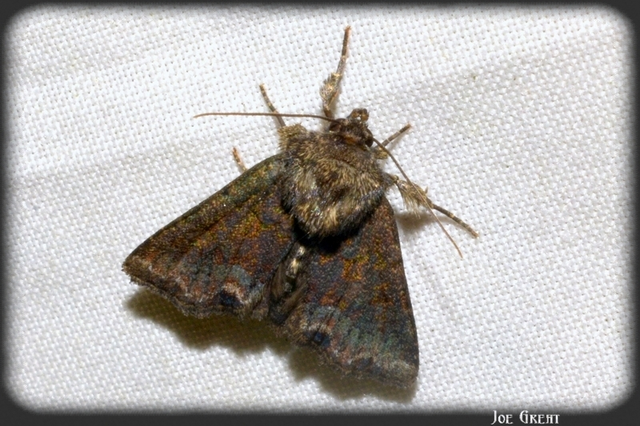 Oligia strigilis - kormos dudvabagoly