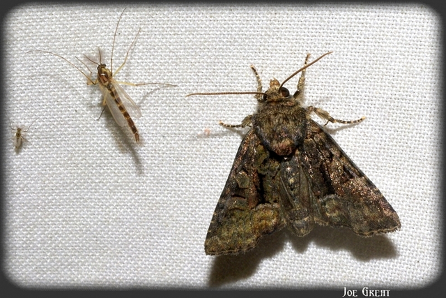 Oligia strigilis/latruncula/versicolor