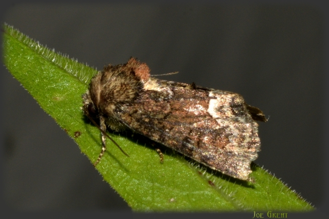 Oligia strigilis - kormos dudvabagoly