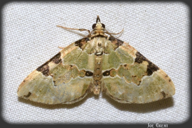 Colostygia pectinataria - zöld levélaraszoló