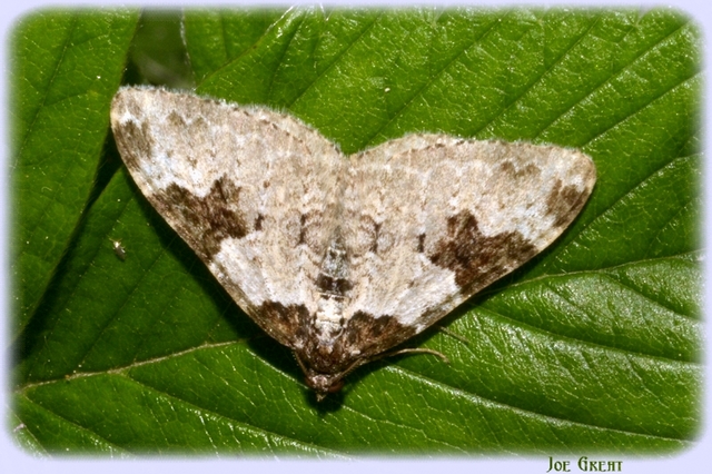Xanthorhoe fluctuata - közönséges tarkaaraszoló