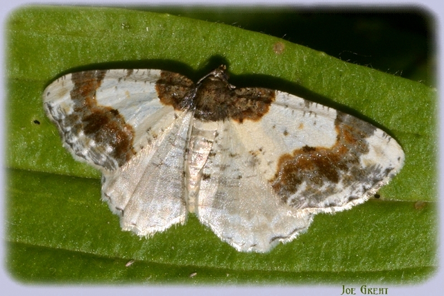 Ligdia adustata - barna levélaraszoló