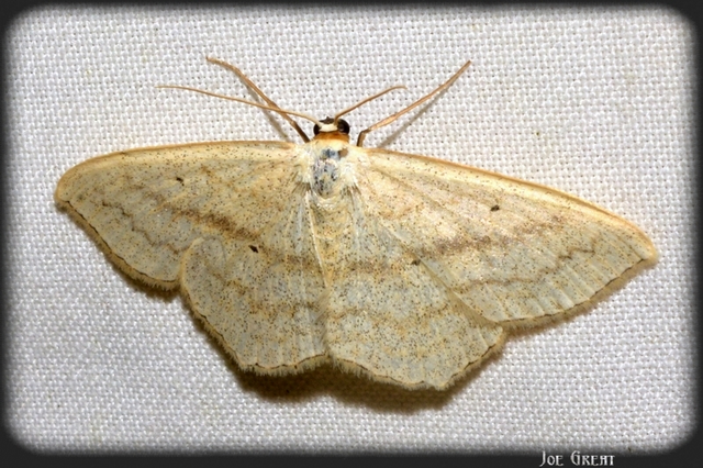 Scopula nigropunctata - feketepettyes araszoló