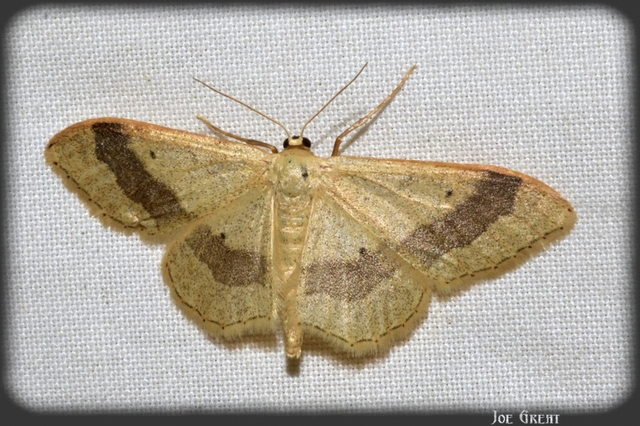 Idaea aversata - nagy sávosaraszoló