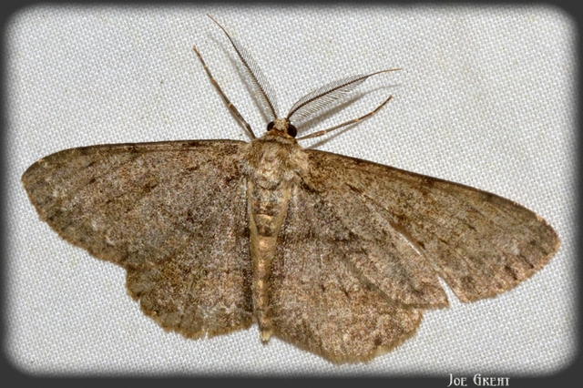 Hypomecis punctinalis - pettyes faaraszoló