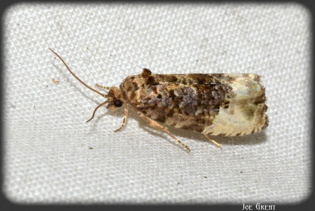 Tortricidae - sodrómolyfélék